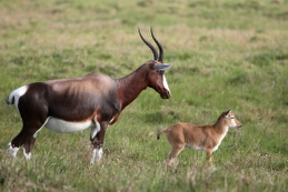 Blesbok_with_young_Calf_259x173