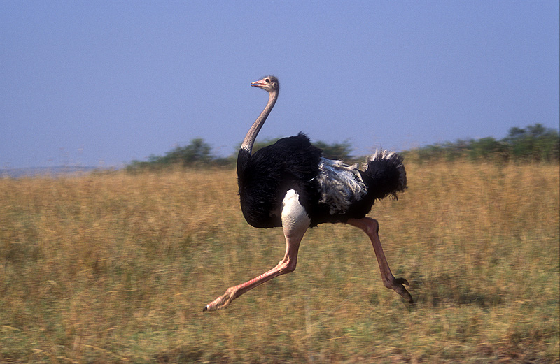 ostrich-pictures_3